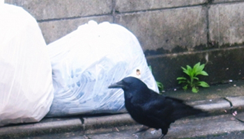 カラス駆除