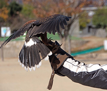 鷹による害鳥駆除